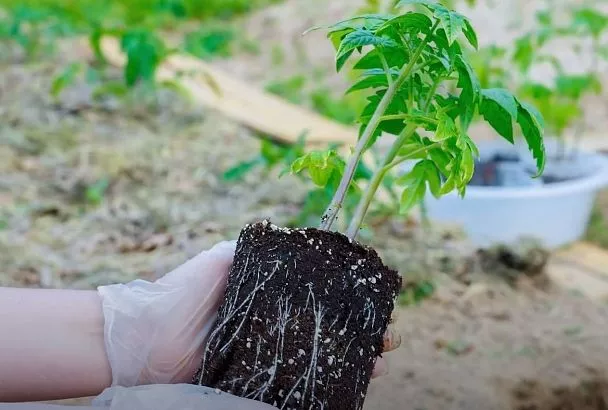 Спасаю слабую рассаду помидоров за 3 шага: пикировка по методу Кизимы 