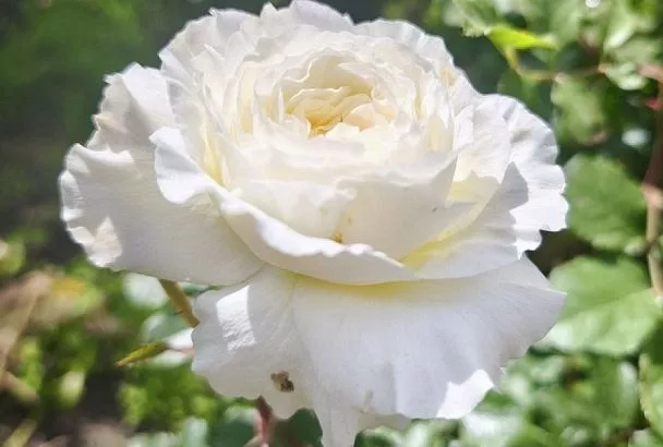 Белые розы, от которых захватывает дух: эти 5 сортов не подведут даже новичка