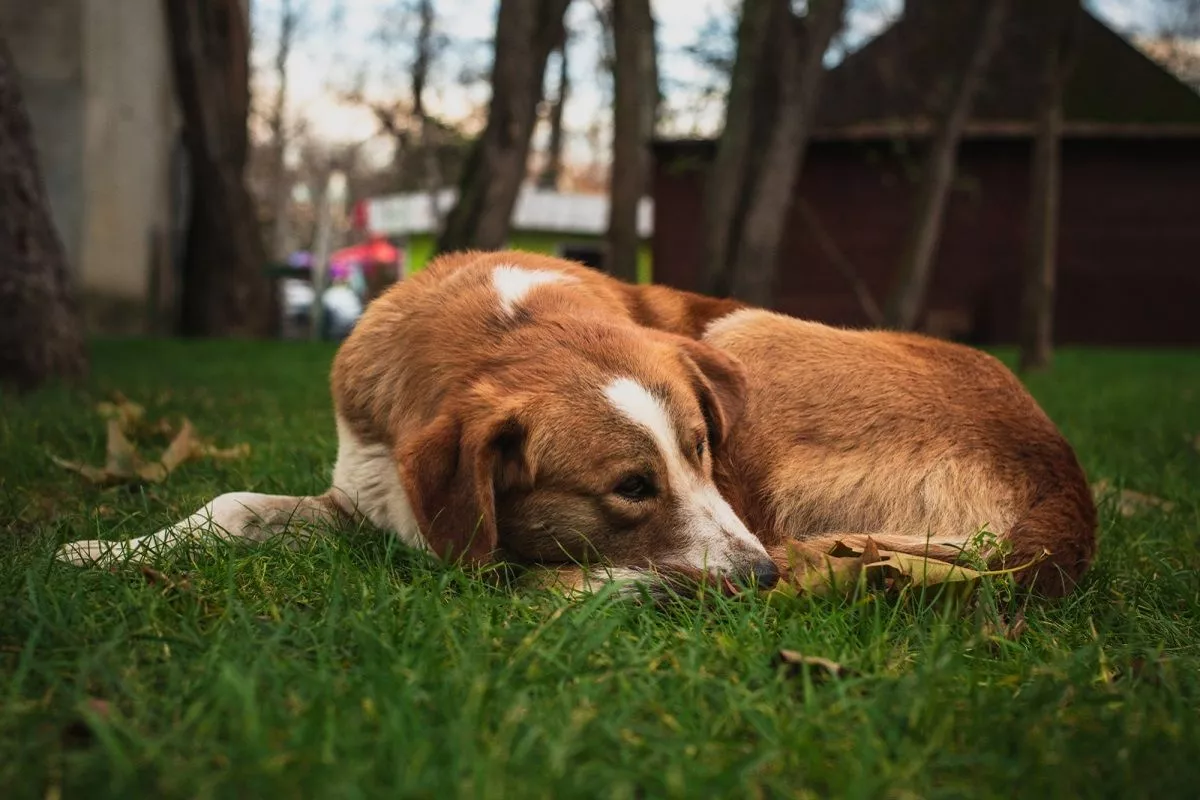 В Приморье запретили кормить бродячих собак