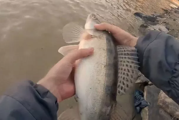 Ловля судака на джиг с берега: Топ-3 приманки, которые он разрывает весной