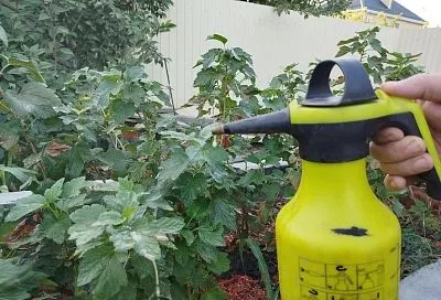 «Фитоверм»: особенности применения и важные нюансы