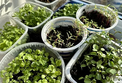 Вытягивается, гниет и болеет: 4 ошибки, которые загубят вашу рассаду на корню