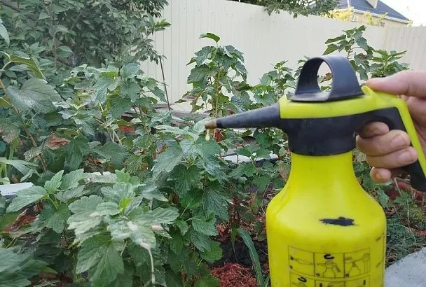 «Фитоверм»: особенности применения и важные нюансы