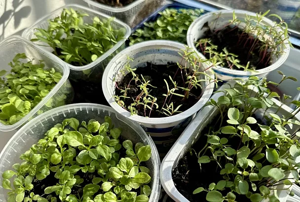 Вытягивается, гниет и болеет: 4 ошибки, которые загубят вашу рассаду на корню