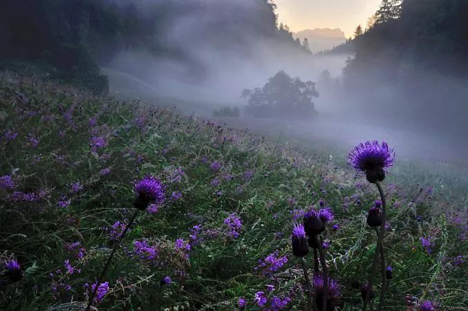 Магическое утро