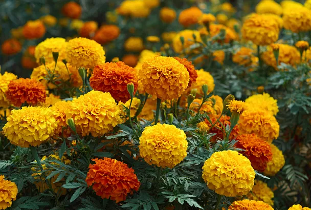 Букетный способ посева бархатцев: красиво, компактно и очень эффектно