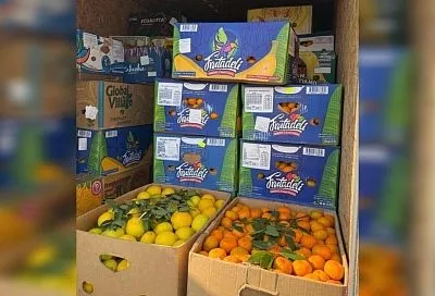 Более 12 тонн мандаринов не пропустили в Краснодарский край из-за мраморного клопа