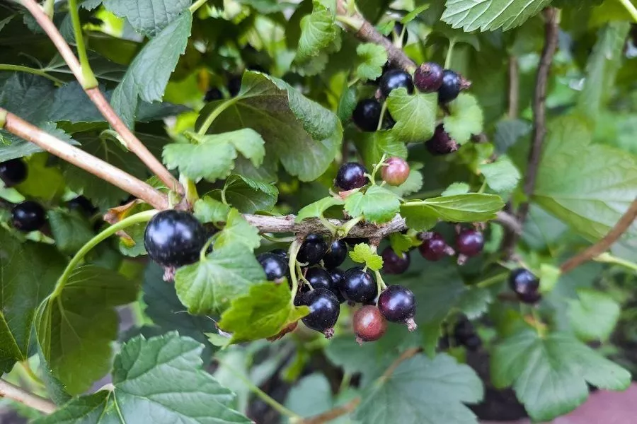 Хорошие подруги: смородина и жимолость улучшают здоровье сада