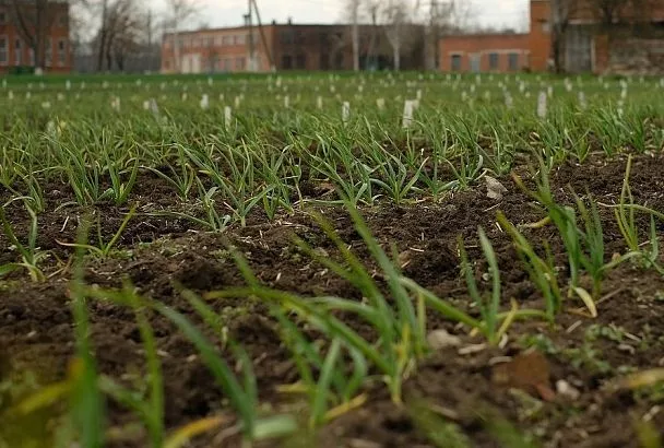 Хорошие соседи: лук и морковь, посаженные рядом, дадут выше урожай как минимум на треть