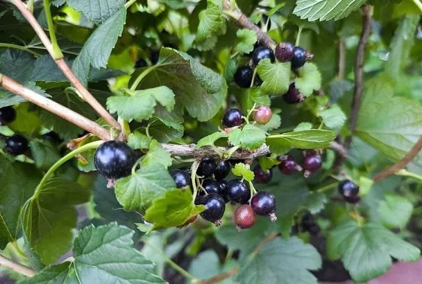 Хорошие подруги: смородина и жимолость улучшают здоровье сада