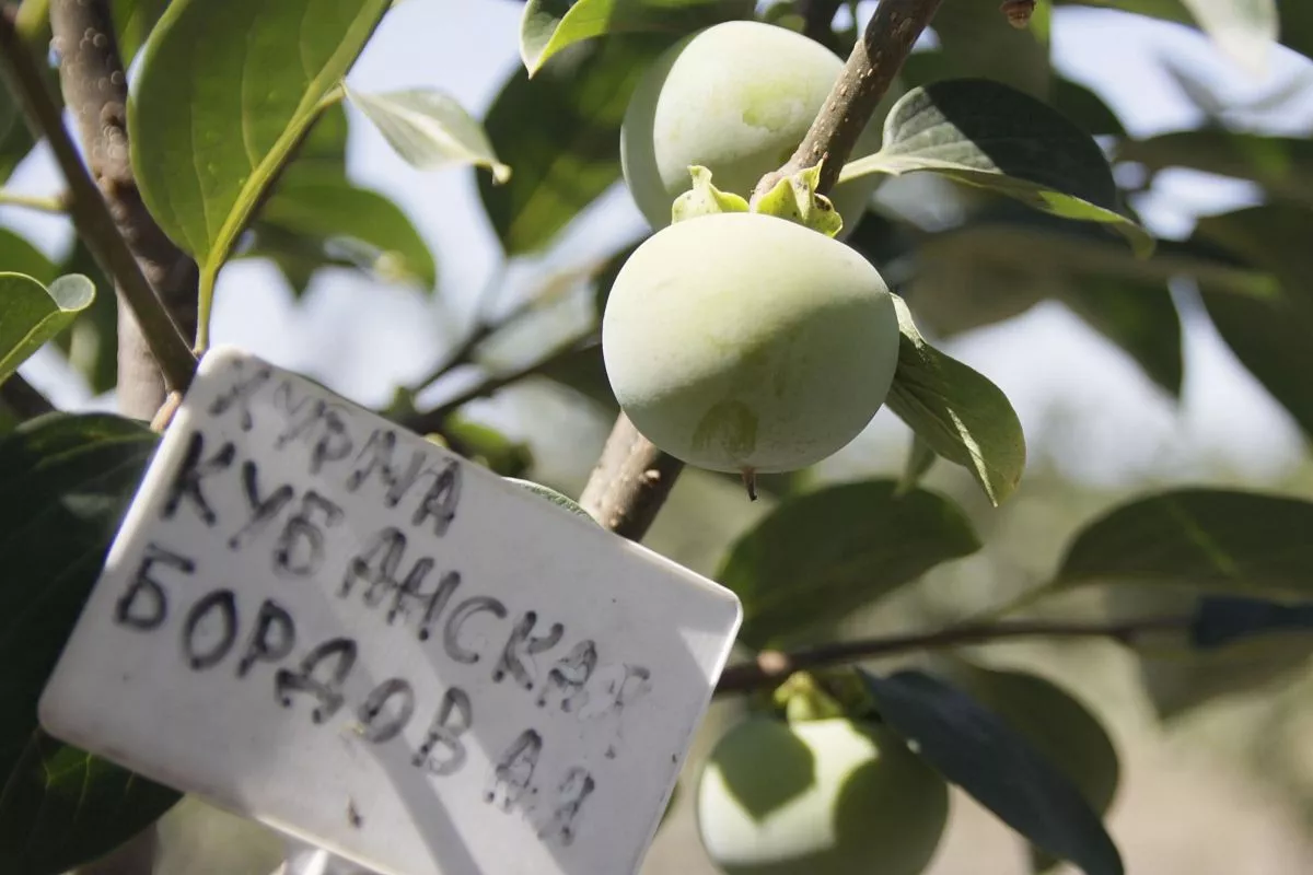 В саду Нагумановы создали питомник, где производят сертифицированные саженцы и выращивают экзотические сорта.