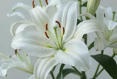 Лилии кандидум: посадка, уход и использование в ландшафтном дизайне