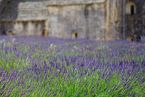 Выбор для сада вашей мечты: 7 многолетников, которые растут даже в пустыне