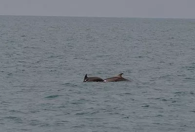 Краснодарский край ассоциируется у россиян с дельфинами и лошадьми