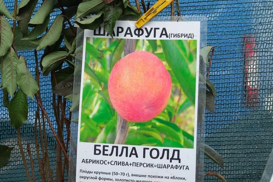 Шарафуга, нэши и другие гибриды: какие деревья начинающим садоводам советуют посадить профессионалы