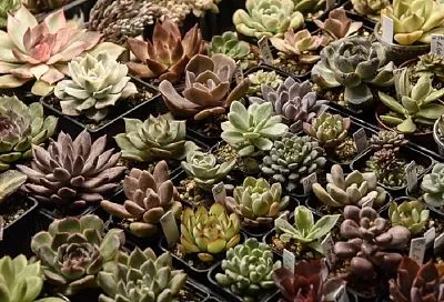 Поменьше поливать, побольше освещать: Лариса Козловская рассказала, как вырастить такие же шикарные суккуленты, как у нее 