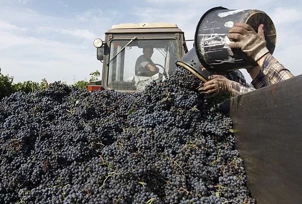 Миллион тонн – это реально! ﻿Краснодарский край обеспечивает рекордный сбор винограда в России