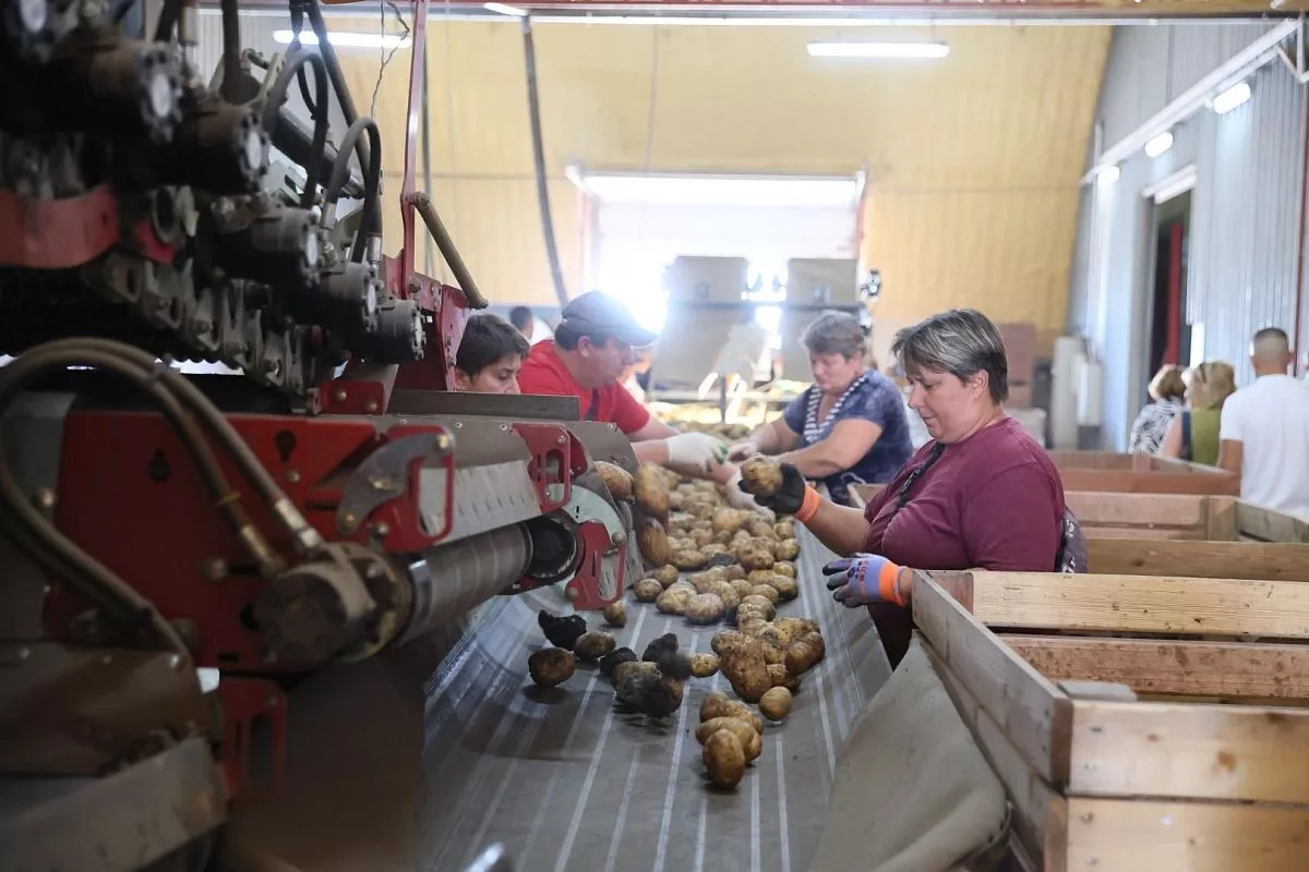 В кубанских КФХ устанавливают современные сортировочные линии, чтобы покупатели получали только отборный картофель и другие овощи. В кубанских КФХ устанавливают современные сортировочные линии, чтобы покупатели получали только отборный картофель и другие овощи.