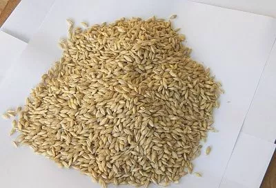 При болях в животе пью отвар из овса - проблема исчезает быстро