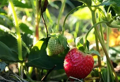  Усы у клубники – воришка урожая: почему ягода сама себя уничтожает и как помочь кустам