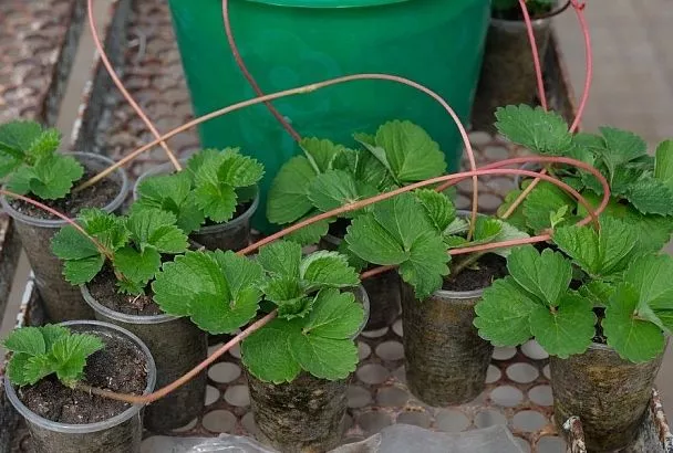 Сеем в декабре клубнику и землянику: соседка-дачница рассказала, что надо сделать в первый зимний месяц, чтобы весной собирать урожай, а не кусать локти