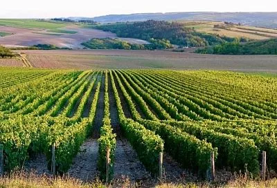 Виноградарство и виноделие в Анапе – на новом рубеже развития