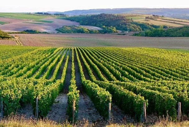 Виноградарство и виноделие в Анапе – на новом рубеже развития