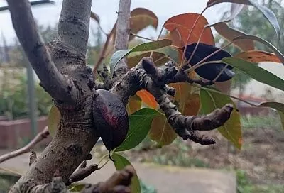 Гадание на кольчатке: верный прогноз будущего урожая груши 