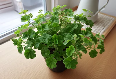 Герань после «лысой» обрезки: как вернуть пышность осенью и зимой