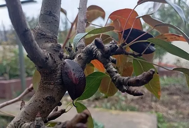 Гадание на кольчатке: верный прогноз будущего урожая груши 