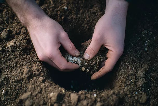 Лунки для томатов готовлю заранее: добавляю дрожжи, костную муку и биогумус — томаты растут крупными и сладкими