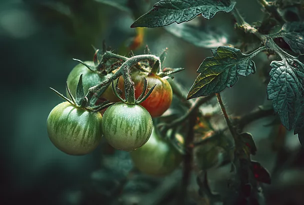 Когда помидоры не хотят краснеть: простая хитрость ускорит урожай и сделает плоды слаще