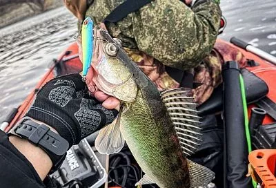 Судак звереет от таких приманок: секрет кислотного цвета для ловли трофея в ледяной воде