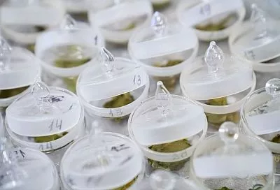 В Сочи разработали новые генотипы чая с повышенной устойчивостью к холоду