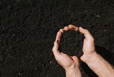 Не моложе 3 лет: все, что вам надо знать о перегное, чтобы собирать урожаи на зависть всем соседям