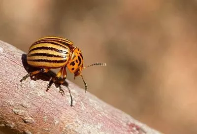 Гриб – убийца вредителей: экологичный и эффективный метод борьбы