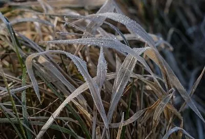 В Крыму урожай косточковых и семечковых культур снизится на треть из-за заморозков и засухи