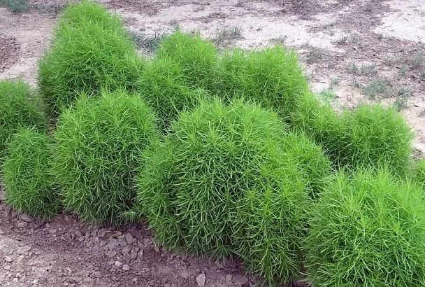 Кохия – достойная оправа цветущего сада: секреты выращивания эффектного кустарника-однолетника