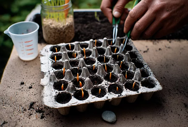 Морковь без прореживания: проращиваю семена в ячейках от яиц и получаю ровные грядки без потерь
