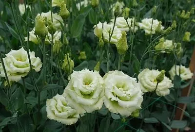 Цветы сажаем в январе: не причуда, а научный агротехнический прием