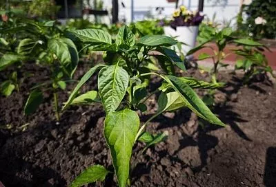 Не обрежешь – пожалеешь: удалять или нет нижние листья и побеги у молодого перца