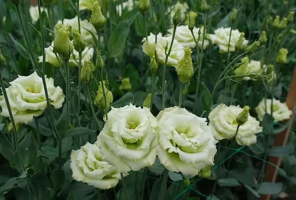 Цветы сажаем в январе: не причуда, а научный агротехнический прием