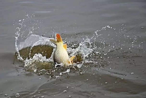 Ловля крупного карпа: перебросил снасть в сторону от прикормки — и сразу поклевка