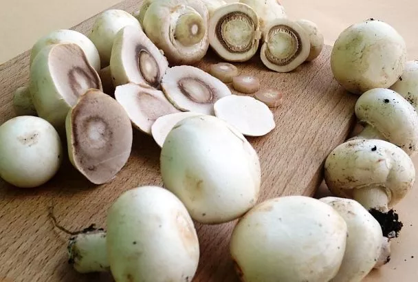 Это блюдо всегда готовит сын, так как оно простое и не требует больших усилий: шампиньоны в сметанном соусе