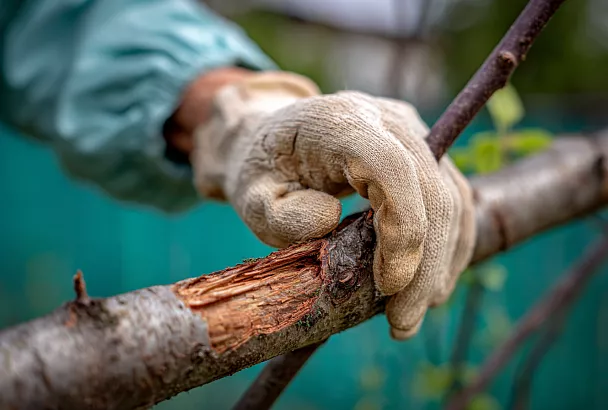 Замазывать ли срезы после обрезки и чем это делать