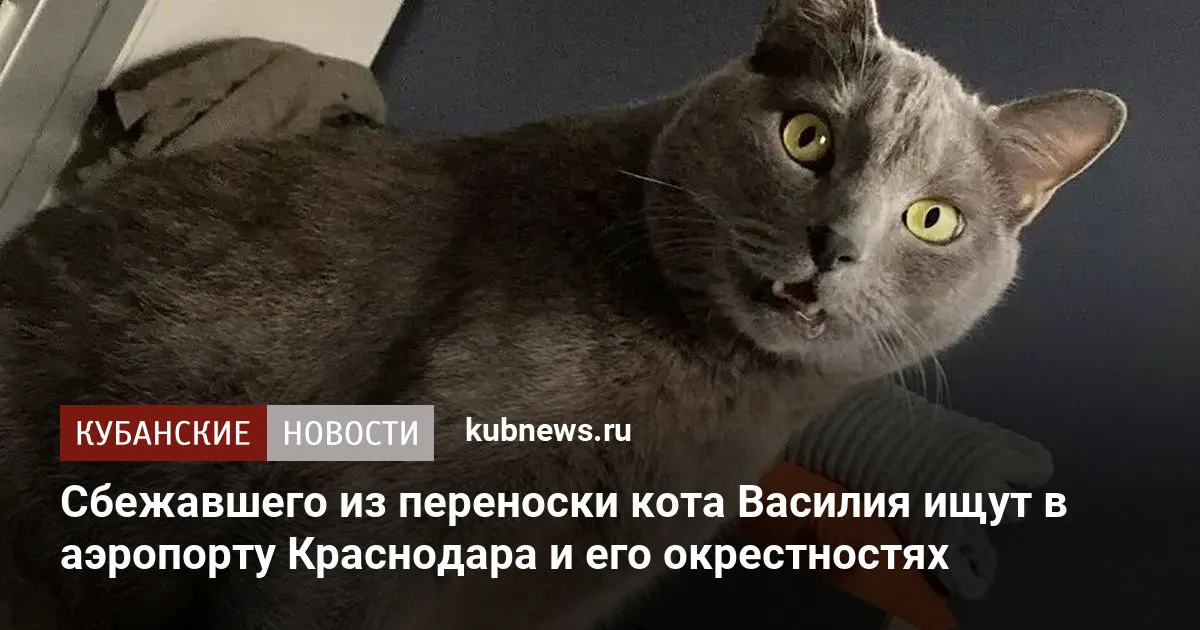 Сбежавшего из переноски кота Василия ищут в аэропорту Краснодара и его окрестностях