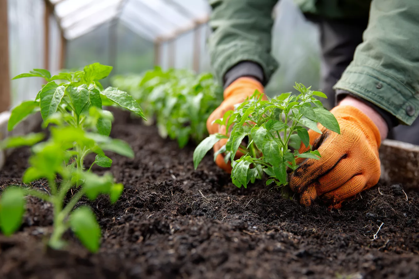 Высадка рассады перцев в теплицу: как правильно посадить и ухаживать