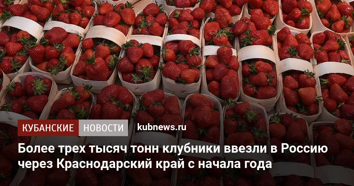 Более трех тысяч тонн клубники ввезли в Россию через Краснодарский край с начала года