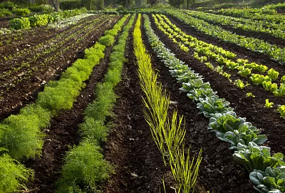 Что срочно посеять в конце апреля, чтобы не упустить ранний урожай: в мае будет уже поздно