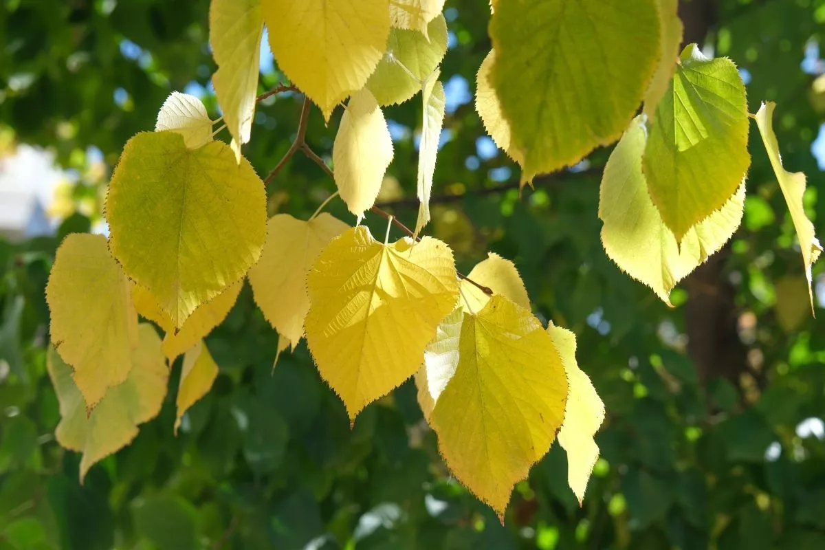 Температура воздуха в выходные в Краснодаре не превысит 19-градусную отметку